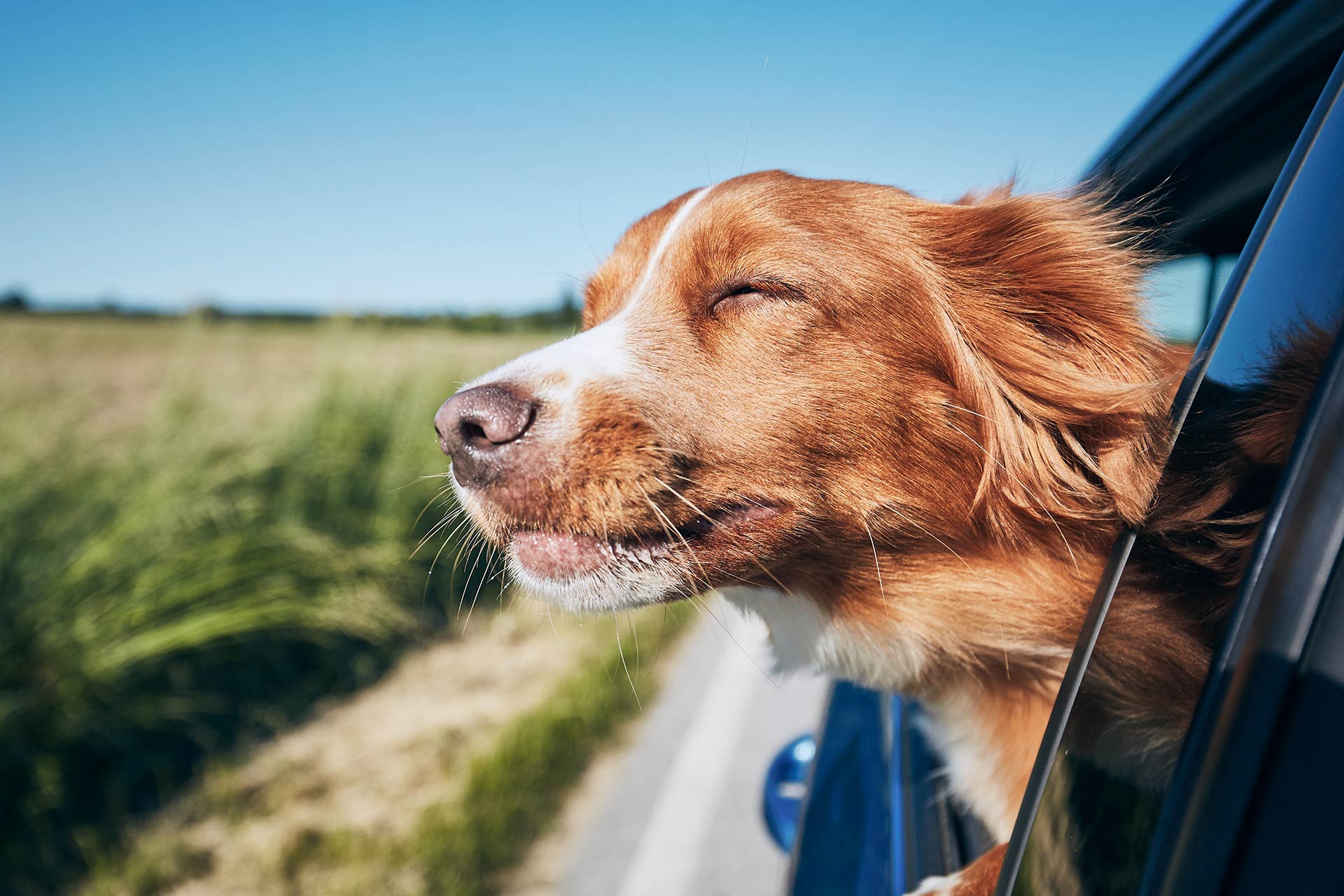dog-travel-by-car-C7DLWZ4
